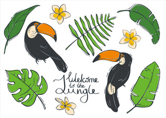 Set of illustrations with black toucan, green leaves and frangipani. Wild tropical nature. Vector illustration in a flat style. © Khay_Juliya