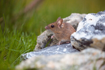 a portrait from a yellow necked mouse, apodemus flavicollis,  in the garden sitting on a stone at spring morning  