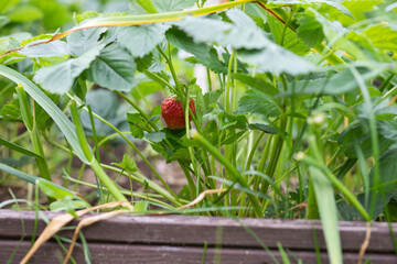 Closeup of fresh organic garden strawberries growing in a field.The beginning of the strawberry season. A strawberry bush with ripe and green fruit in the garden.Bio berries, organic farming concept.