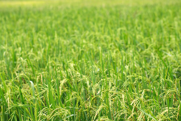 green rice field background close up beautiful yellow rice fields soft focus