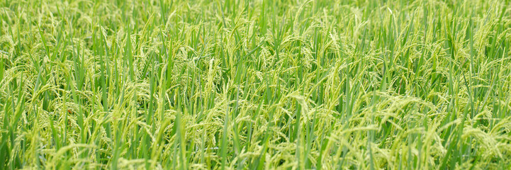 green rice field background close up beautiful yellow rice fields soft focus