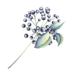 Decorative blue berries with leaves, sprig for adding to bouquets with flowers. Hand-drawn watercolor illustration. Isolated object on a white background.