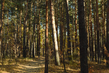Obraz premium Dense thickets with many trees in a dark autumn forest illuminated by the evening sun