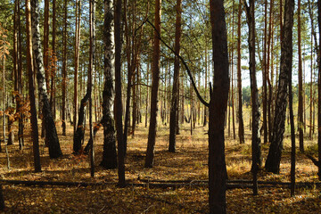 Fototapeta premium Dense thicket with many trees in the autumn forest lit by the sun