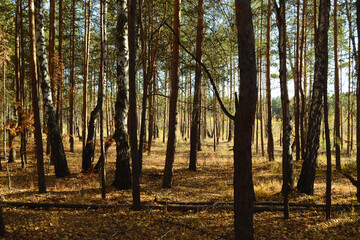 Dense thicket with many trees in the autumn forest lit by the sun