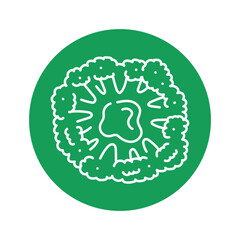 Broccoli color line icon. Healthy food.