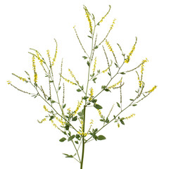 Sweet clover, lat. Melilotus officinalis, isolated on white background