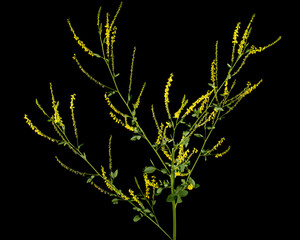 Sweet clover, lat. Melilotus officinalis, isolated on black background