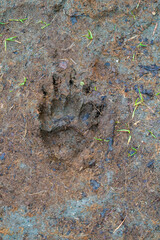 fresh badger tracks, mele mele, on the forest ground