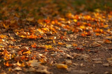City park with fallen autumn leaves. Autumn background.