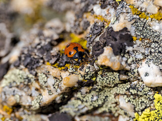 Macro de una mariquita en las rocas