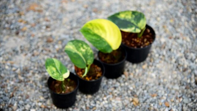 scindapsus jade satin variegated in the pot