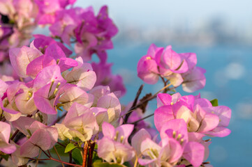 Naklejka na ściany i meble Flowers background. Beautiful nature scene with blooming flowers in sun flare. Blooming flowers festive background. pink flowers on blue sea background