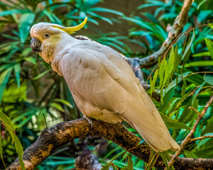 Sulphur-Crested Cockatoo