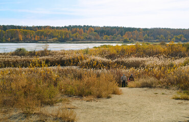 Autumn landscape. The family descends into the thicket of reeds to the river