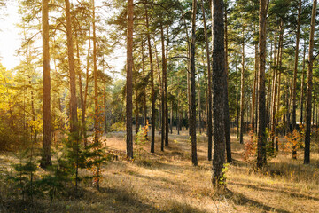 Trunks of pine trees in the rays of the evening sun in the autumn forest