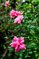 Xixi Hangzhou National Wetland Park  The park is densely crisscrossed with six main watercourses, among which are scattered various ponds, lakes and swamps.