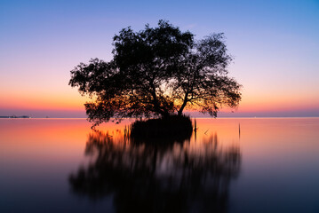 Fototapeta na wymiar Mangrove apple tree and colorful sky in the morning