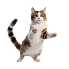 Wandaufkleber playfull cat on transparent background © PawsomeStocks