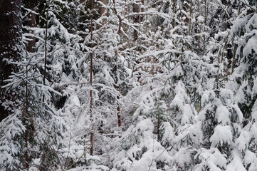 trees under the snow in the winter forest