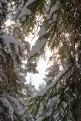 trees under the snow in the winter forest