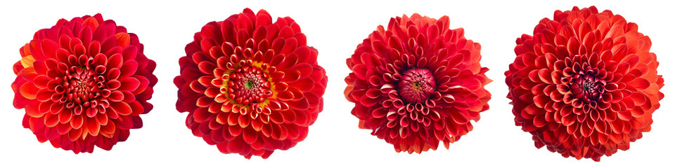 Assorted red dahlia flower heads on transparent PNG background. Created with Generative AI.	