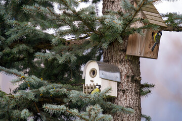 a great tit, parus major, sitting on a wood nesting box on a fir tree 