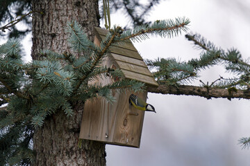 a great tit, parus major, sitting on a wood nesting box on a fir tree 