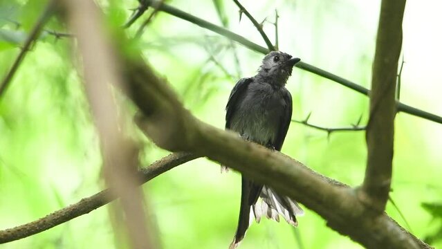 Gray catbird on brunch,Bird watching in forest