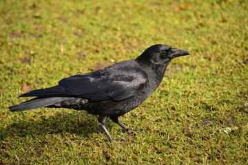 American Crow