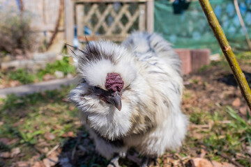 Hübsche Henne im Sonnigen Garten am picken