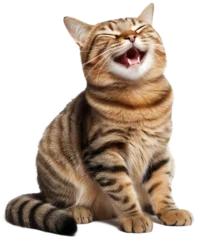 Foto op Canvas Happy and Cute Cat Laughing, Isolated/Transparent Background © Kristiyan