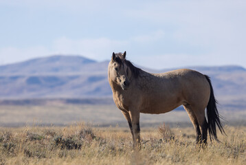 Wild Horse in Autumn in the Wyoming Desert