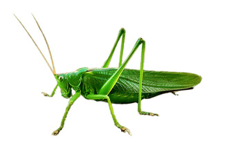 Green grasshopper without background isolated on white background - obrazy, fototapety, plakaty
