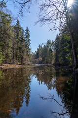 Fototapeta na wymiar Wild forest lake in spring with old trees
