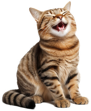 Happy and Cute Cat Laughing, Isolated/Transparent Background