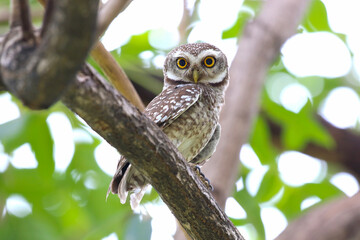 Little spotted owlet perched on a branch in tropical forest.