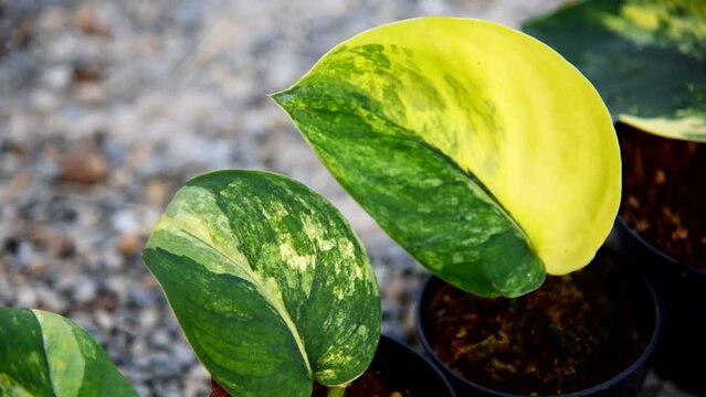 scindapsus jade satin variegated in the pot