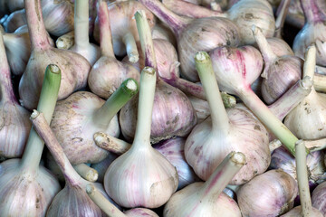 Freshly harvested garlic is stored in bulk in box.