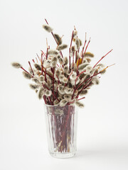 Willow twigs isolated on white background. without shadow