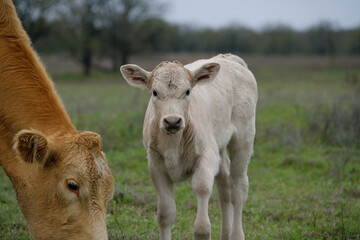 Charolais calf with cow shows beef cattle in Texas field during spring season on ranch. - 589926033