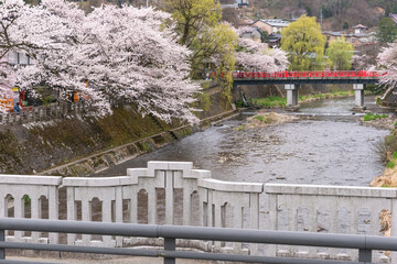 230405中橋桜Z188
