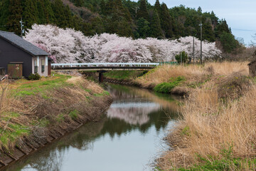 桜と川