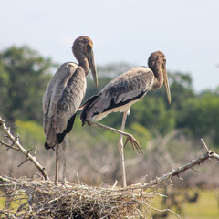 Painted Stork(Juvenile) at Yala National Park, Sri Lanka 