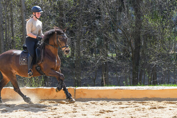 Reiterin / Reitpferd
