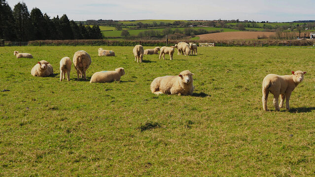 Views of sheep and lambs in a grassy field in Cornwall