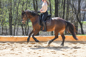 Reitpferd