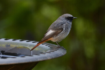 Obraz premium Junger männlicher Hausrotschwanz (Phoenicurus ochruros) 
