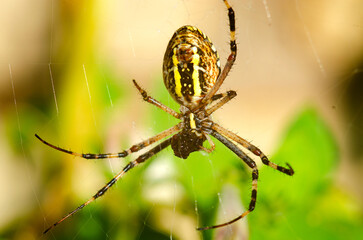 Spider Argiope on the web in autumn in Ukraine close-up