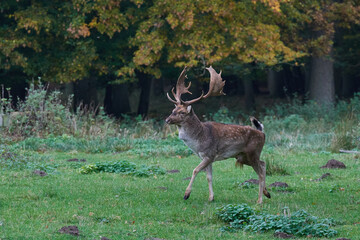 Damhirsch im Herbst währen der Brunftzeit	